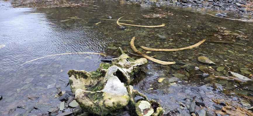 Esqueleto de BallenaFoto: 15Un sorprendente hallazgo, con el misterio de como pudo llegar a un sector muy estrechoDirección: NoroesteRaúl Castro Hernández
