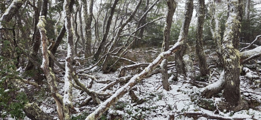 Bosque nevado Foto: 5Bosque nevado Dirección: SuroesteRaúl Castro Hernández