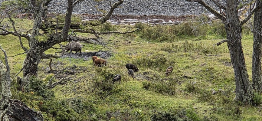 Cerdos salvajesFoto: 20En algún punto del camino me ayudaron, siguiendo el sendero que ellos conocíanRaúl Castro Hernández