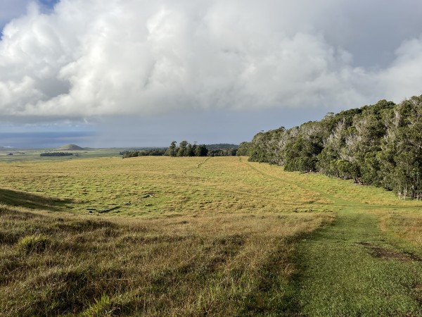 Camino al margen del bosqueFoto: 2Dirección: SuroesteNicolás Berríos