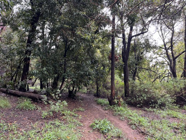 Bosque de eucaliptusFoto: 2Dirección: SuroesteNicolás Berríos