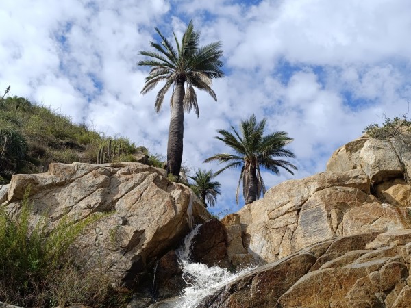 Caída de agua entre palmasFoto: 11Dirección: EsteNicolás Berríos