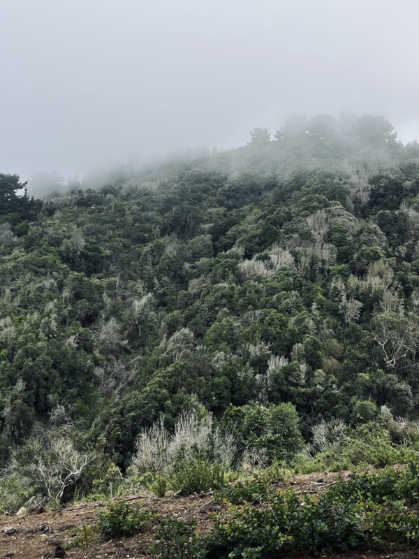 Bosque relicto cercano a la cumbreFoto: 4Dirección: NoroesteNicolás Berríos