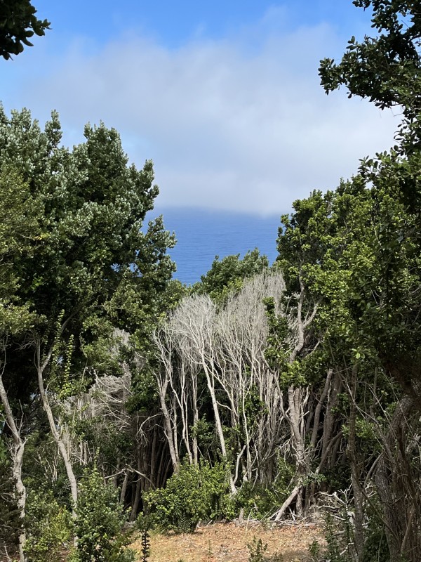 Bosque relictoFoto: 6Dirección: OesteNicolás Berríos