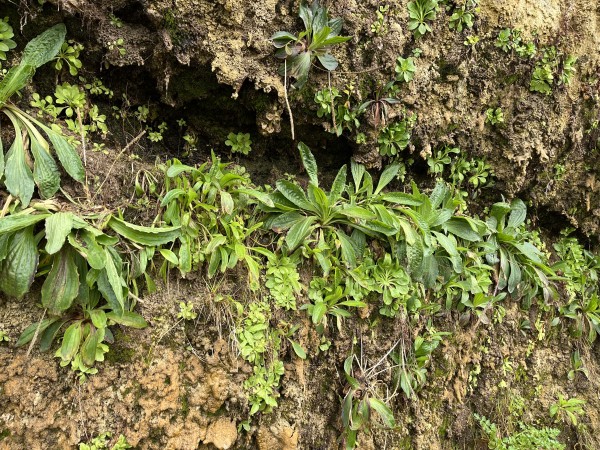Vegetación y afloramiento de aguaFoto: 4Dirección: EsteNicolás Berríos