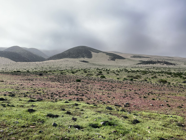 Planicies y dunas costerasFoto: 7Dirección: SurNicolás Berríos