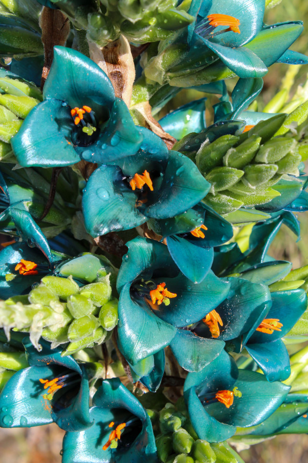 Flor del Chagual o PuyaFoto: 9Dirección: EsteParque Natural Tricahue