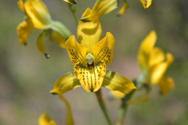 Orquídeas en primavera Foto: 11Ejemplar del género Chloraea, muy abundante en la parte alta del sendero Dirección: OesteSimón Olfos