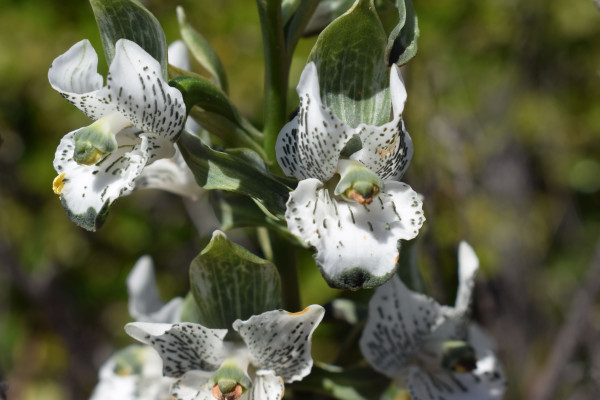 Orquídeas en primavera Foto: 10Ejemplar del género Chloraea, muy abundante en la parte alta del sendero Dirección: OesteSimón Olfos