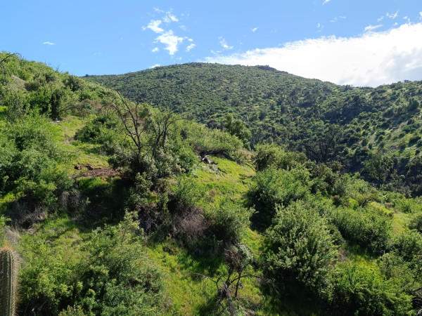 Cerro Buitreras desde camino vehicularFoto: 1Dirección: NorteNicolás Berríos