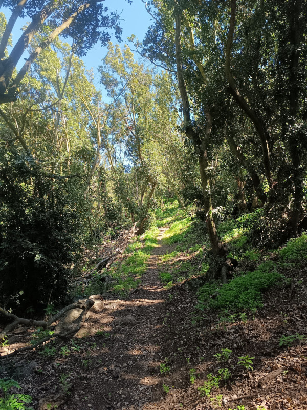 Sendero bosque de PeumosFoto: 6Dirección: NoroesteNicolás Berríos