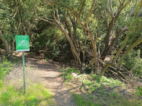 Desvío Bosque de PeumosFoto: 5Dirección: NoroesteNicolás Berríos