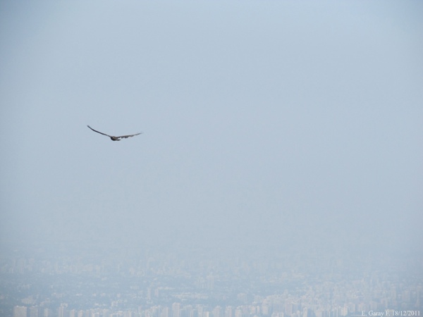 Cóndor y Edificios de Santiago Oriente