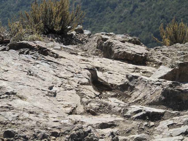 Minero Cordillerano en la Cumbre