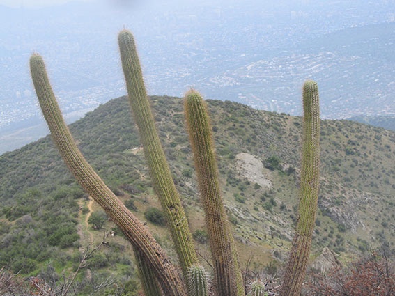 Cactus en el Filo