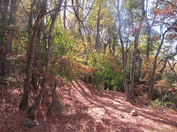 Bosque Otoñal del Roble