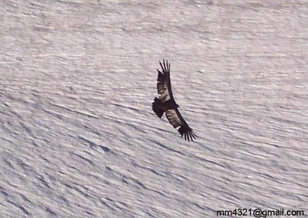 Cóndores Anfitriones del Tolhuaca