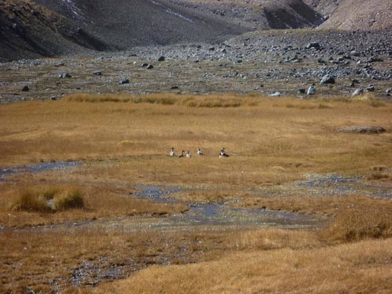 Patos en Vega las Canchitas