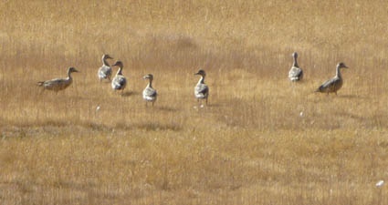 Patos en Vega las Canchitas, close up.