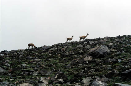 Guanacos en la zona de Piedra Grande