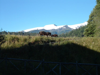Mocho desde Huilo-Huilo