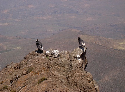 Nido de Cóndores