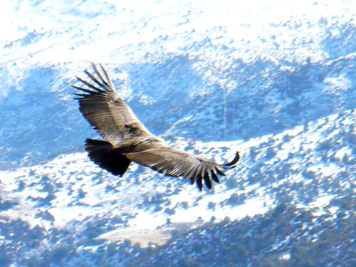 Cóndor visto desde la cumbre del Pochoco