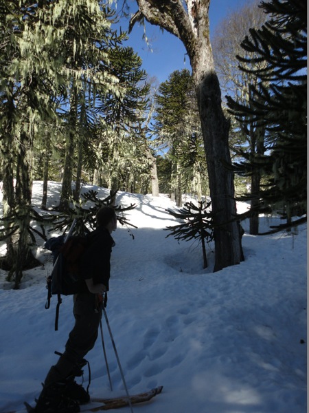 Bosque araucarias en el Sollipulli